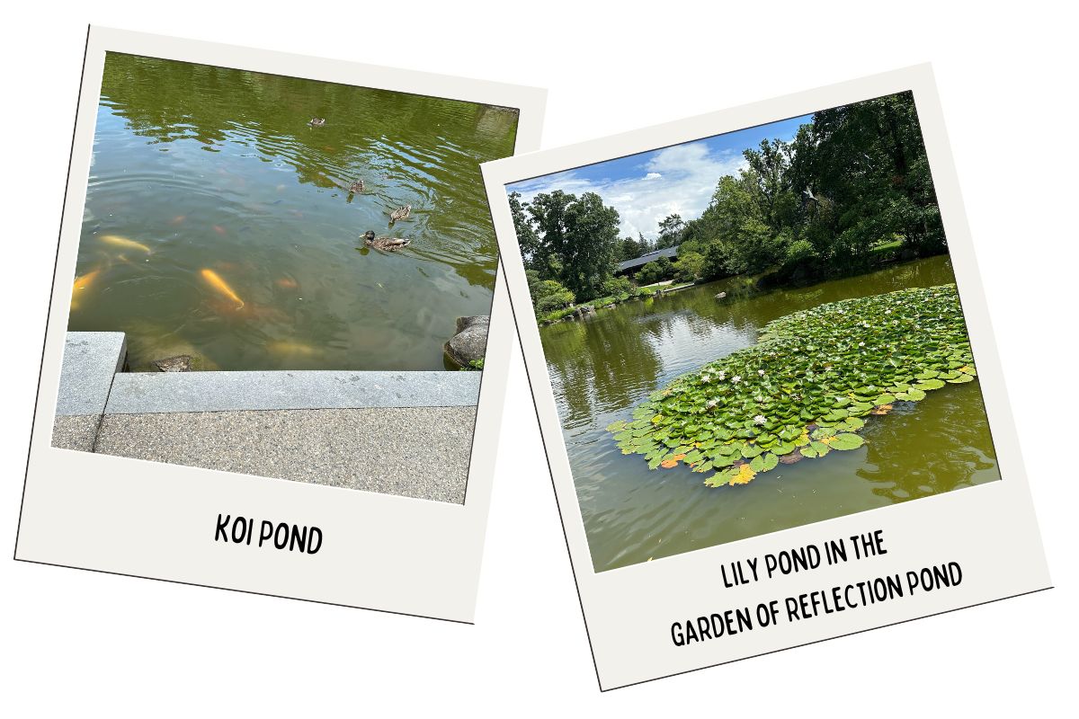 "Two polaroid-style photos of ponds in a garden. The first photo shows a 'Koi Pond' with visible koi fish swimming near the surface and ducks gliding across the water. The second photo captures the 'Lily Pond in the Garden of Reflection Pond,' featuring a large cluster of lily pads with blooming flowers on the water's surface. The background includes lush greenery and a clear blue sky, reflecting a peaceful and natural environment."