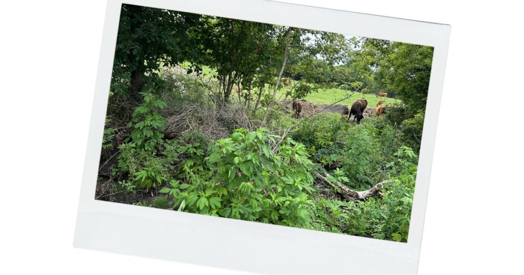 A picture of cows on a farm that we passed by on our ride.